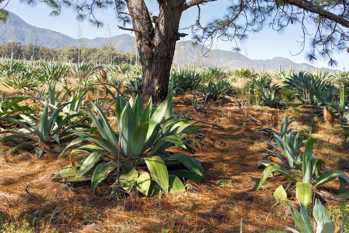 Wild field of lechuguilla agave used to make raicilla and tequila