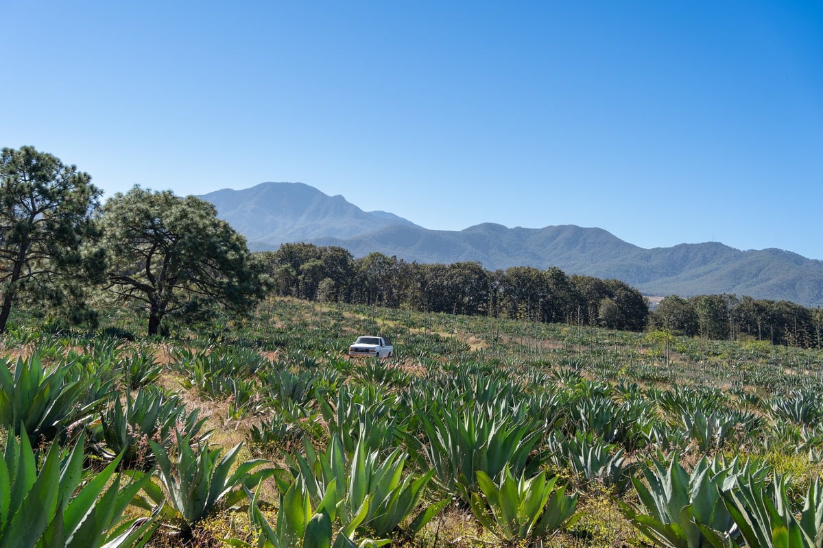 Truck driving through a field of lechuguilla agave used to make raicilla