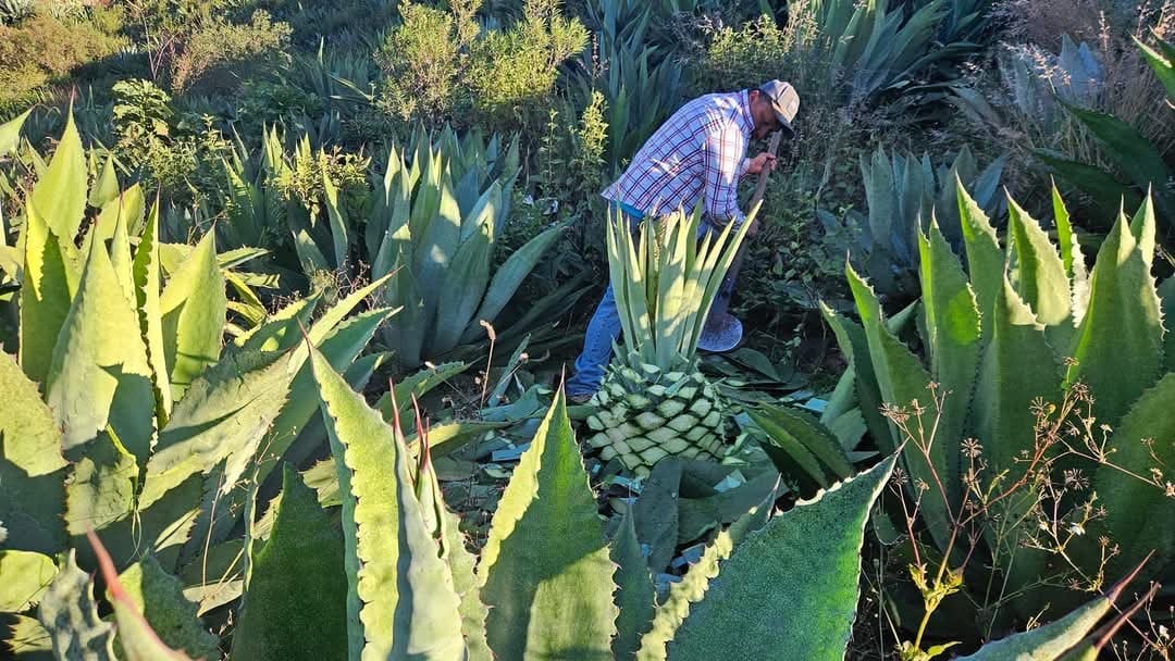 A person in a blue plaid shirt harvesting a pineapple surrounded by spiky green pineapple plants in a field